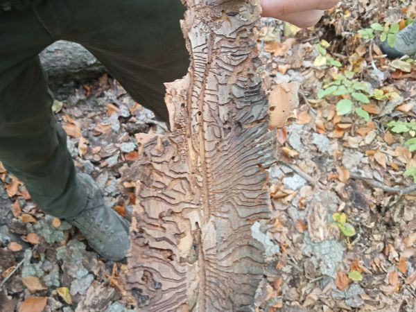 Lykožr&uacute;t smrekov&yacute;