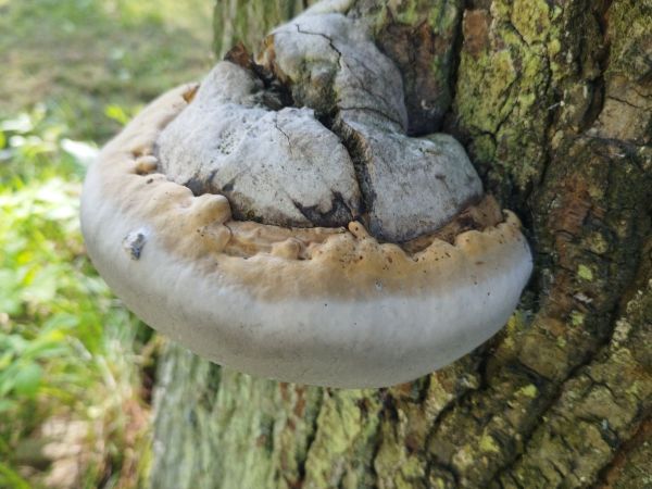 Ohňovec obyčajn&yacute;