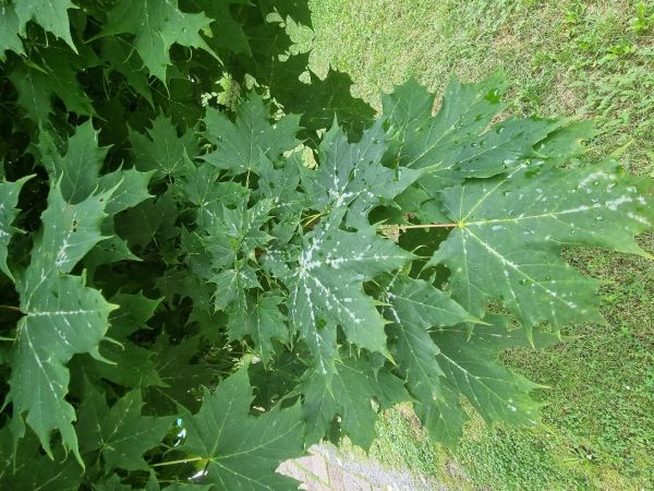 &Scaron;pir&aacute;lovka Tulasneova