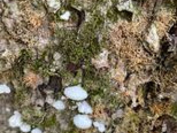 A - nejednoznačne určen&yacute;, nie sme si ist&iacute;