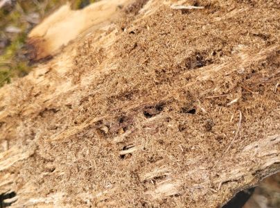 A - nie je v datab&aacute;ze