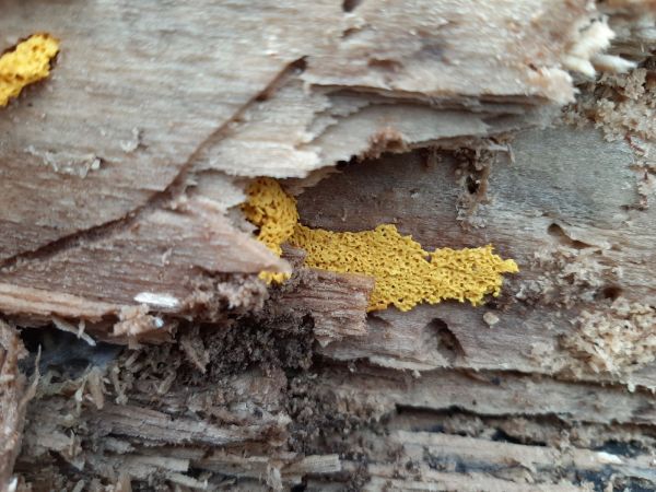 A - nejednoznačne určen&yacute;, nie sme si ist&iacute;