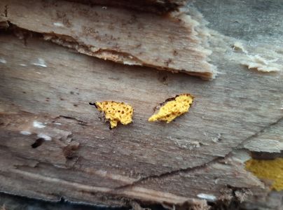 A - nejednoznačne určen&yacute;, nie sme si ist&iacute;