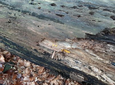 A - nejednoznačne určen&yacute;, nie sme si ist&iacute;