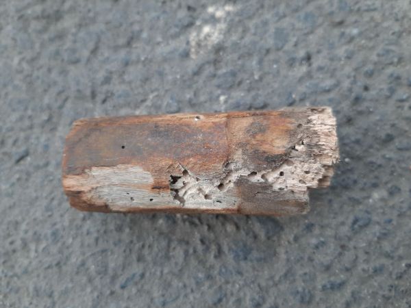 Červotoč p&aacute;sikav&yacute;