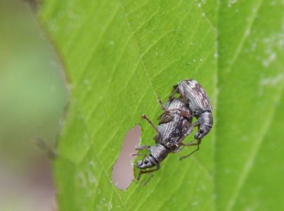 A - nie je v datab&aacute;ze