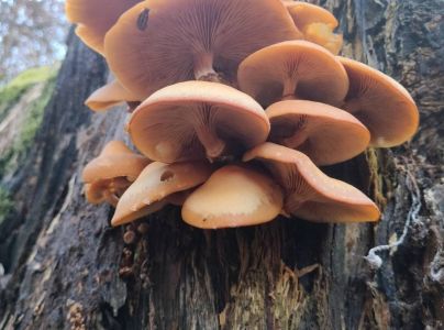 A - nie je v datab&aacute;ze