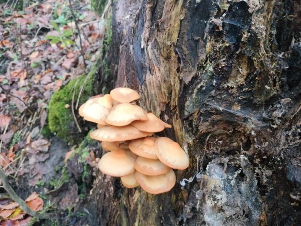 A - nie je v datab&aacute;ze