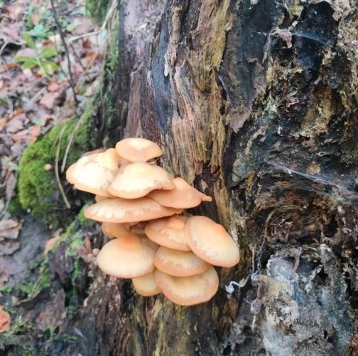 Martina Sucháňová 