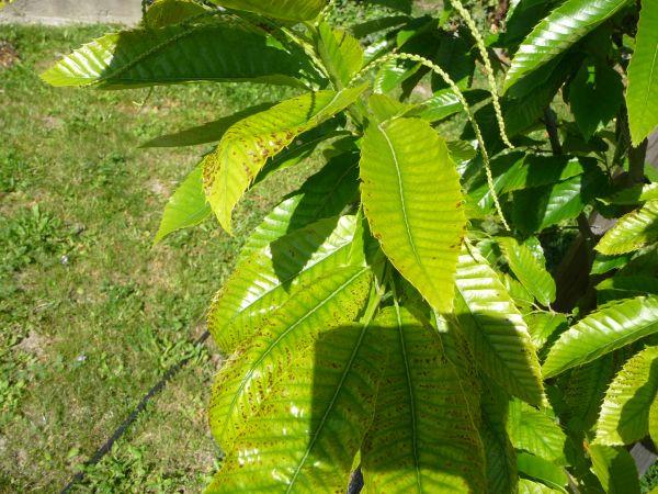 Drobnoplodka &scaron;kvrnit&aacute;