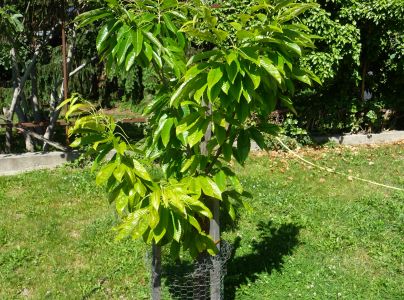 Drobnoplodka &scaron;kvrnit&aacute;