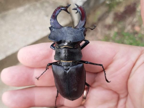 Roh&aacute;č obyčajn&yacute; 