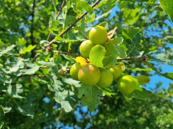Hrčiarka listov&aacute;
