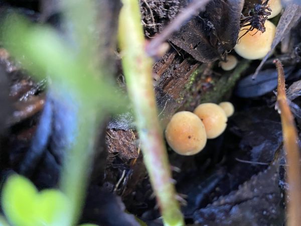 A - nejednoznačne určen&yacute;, nie sme si ist&iacute;