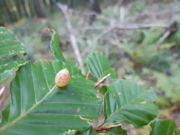 Byľomor bukov&yacute;