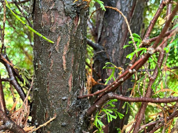 A - nejednoznačne určen&yacute;, nie sme si ist&iacute;