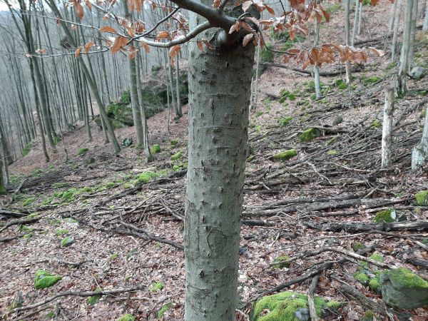 Lykožr&uacute;t bukov&yacute;