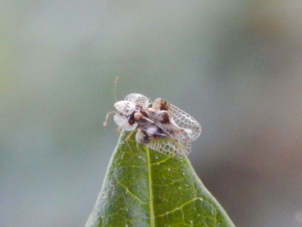 Sietnička dubov&aacute;