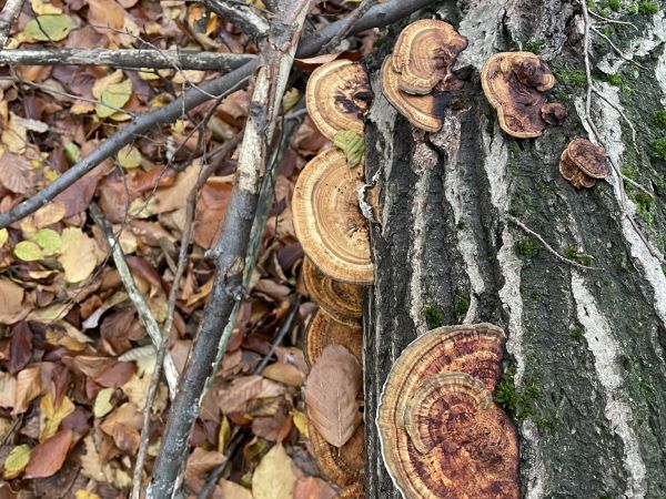 Sieťkovček červenkast&yacute;