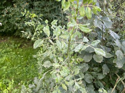 Veľkom&uacute;čka jaseňov&aacute;