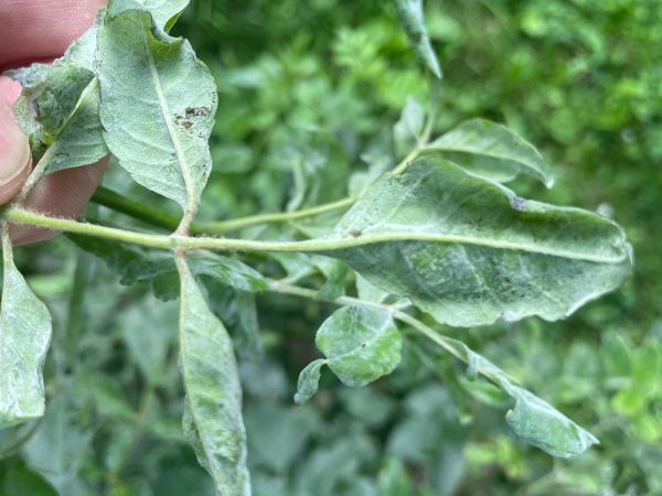 Veľkom&uacute;čka jaseňov&aacute;