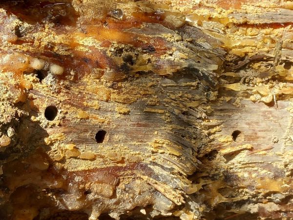 A - nie je v datab&aacute;ze