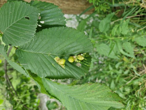 Vlnačka hladk&aacute;