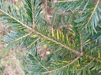 A - nie je v datab&aacute;ze