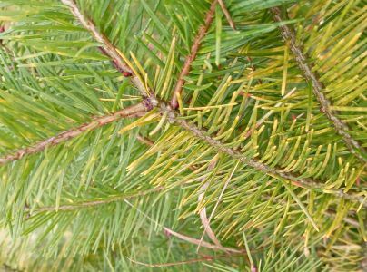 A - nie je v datab&aacute;ze