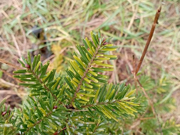 A - nie je v datab&aacute;ze