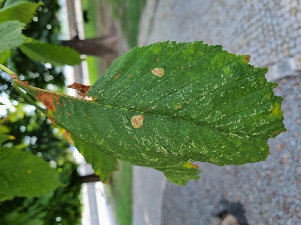 Plosk&aacute;čik paga&scaron;tanov&yacute;