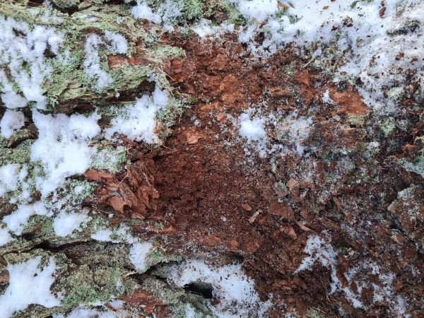 A - nejednoznačne určen&yacute;, nie sme si ist&iacute;