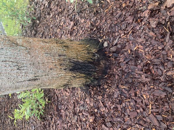 A - nejednoznačne určen&yacute;, nie sme si ist&iacute;