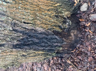 A - nejednoznačne určen&yacute;, nie sme si ist&iacute;