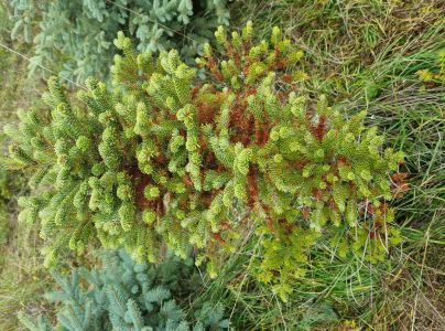 A - nejednoznačne určen&yacute;, nie sme si ist&iacute;