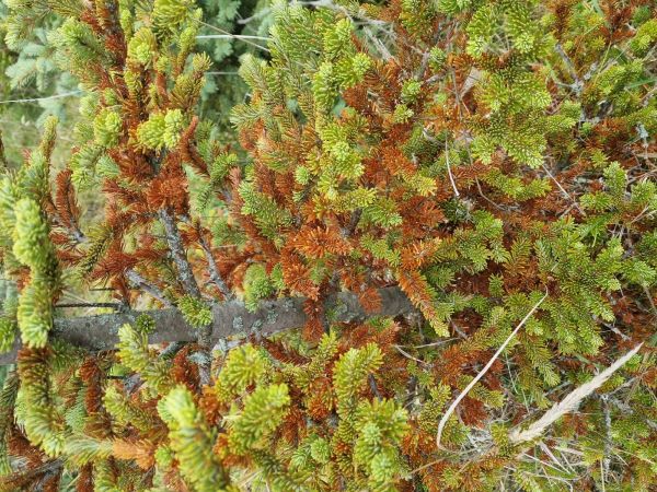 A - nejednoznačne určen&yacute;, nie sme si ist&iacute;