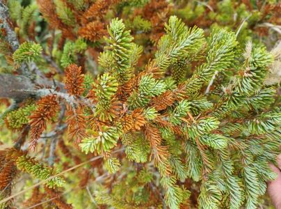 A - nejednoznačne určen&yacute;, nie sme si ist&iacute;