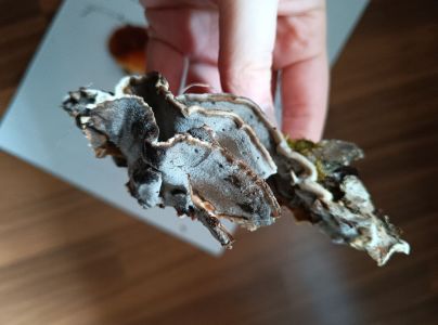 Tr&uacute;dnikovec pestr&yacute;