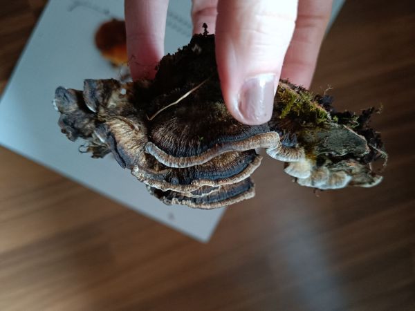 Tr&uacute;dnikovec pestr&yacute;