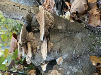 Sieťkovec dubov&yacute;