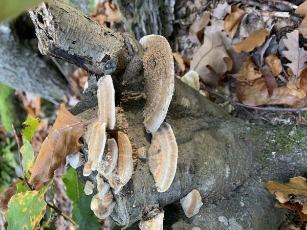 Sieťkovec dubov&yacute;