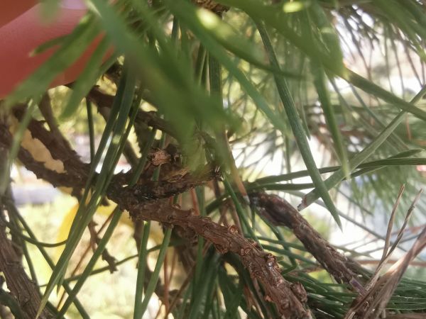 Pyknidovka beľov&aacute;