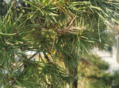 Pyknidovka beľov&aacute;