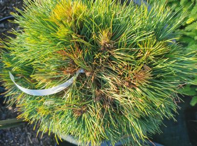 Pyknidovka beľov&aacute;