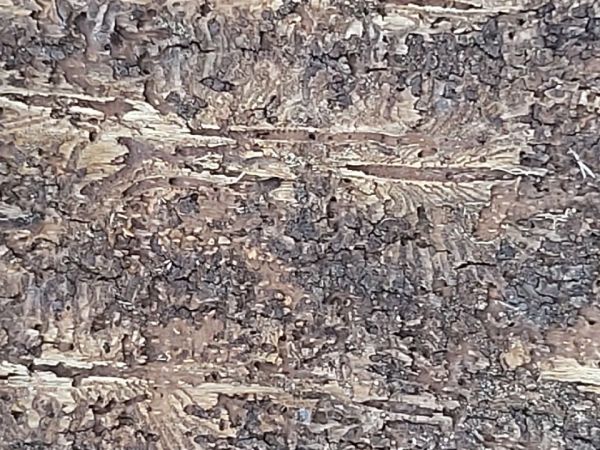 Lykožr&uacute;t smrekov&yacute;