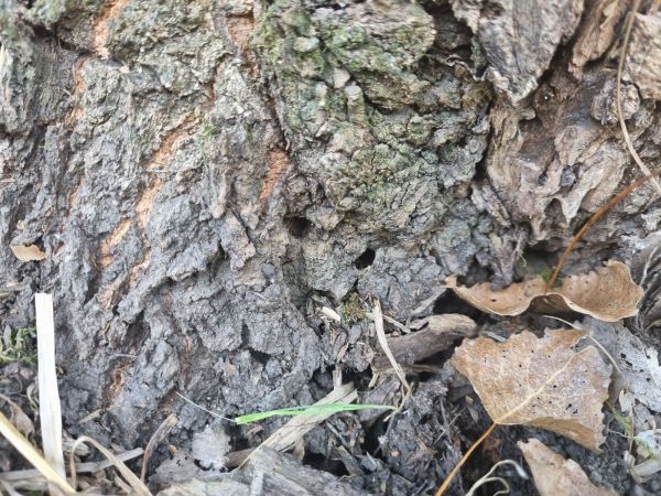 Podobn&iacute;k sr&scaron;ňovit&yacute;