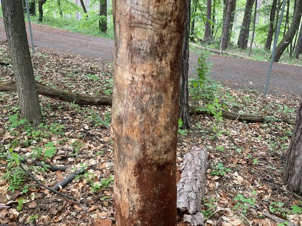 Krasoň modr&yacute;