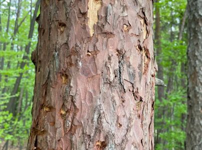 Krasoň modr&yacute;