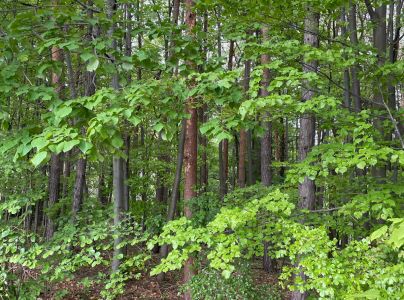 Krasoň modr&yacute;