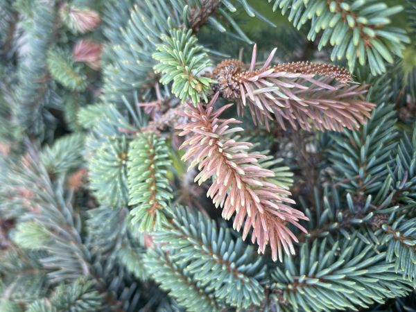 A - nejednoznačne určen&yacute;, nie sme si ist&iacute;